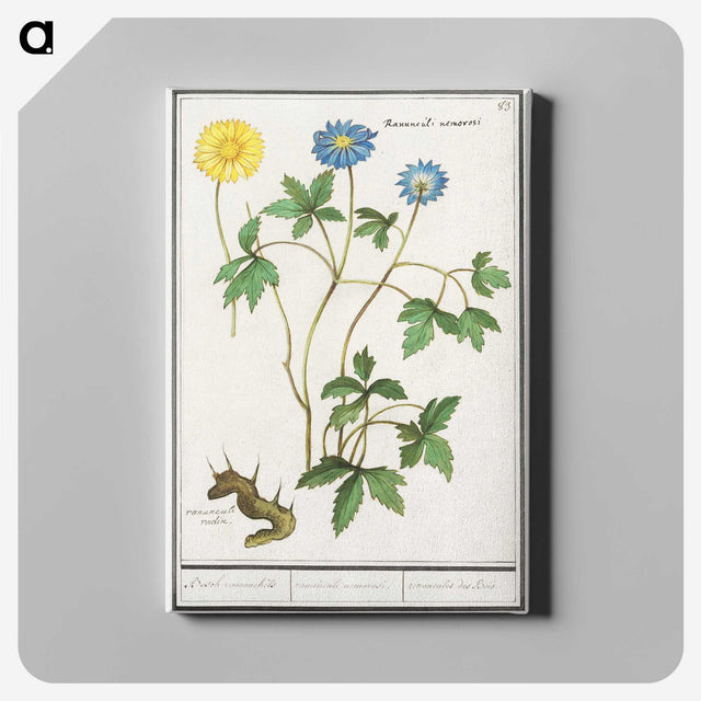 2-72_Anselmus-Boetius-de-Boodt_canvas
