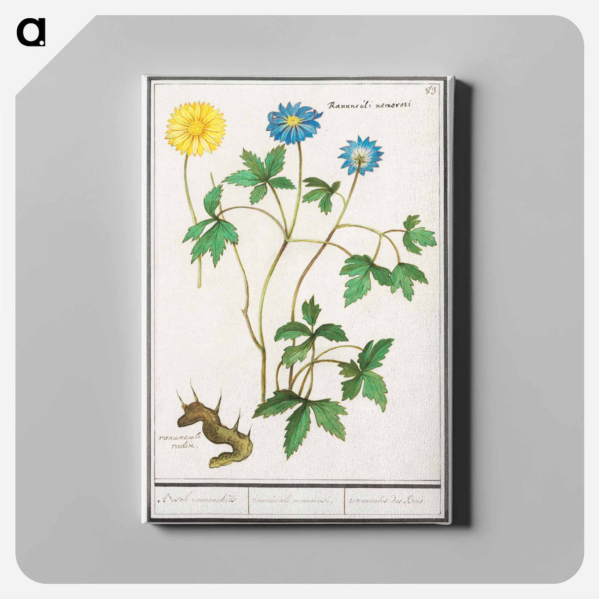 Wood anemone - アンセルムス ボエティウス デ ブート Canvas.