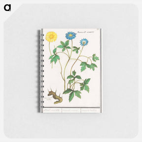 アートメモ帳-Wood anemone - アンセルムス ボエティウス デ ブート Memo.