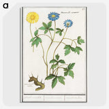 2-72_Anselmus-Boetius-de-Boodt_picture-crop