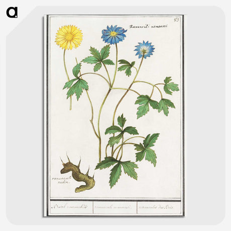2-72_Anselmus-Boetius-de-Boodt_picture-crop