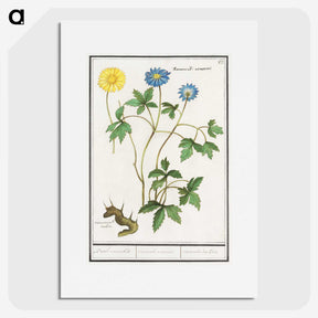 2-72_Anselmus-Boetius-de-Boodt_picture