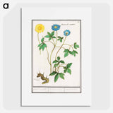 Wood anemone - アンセルムス ボエティウス デ ブート Poster.