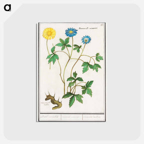 アートポストカード-Wood anemone - アンセルムス ボエティウス デ ブート Postcard.