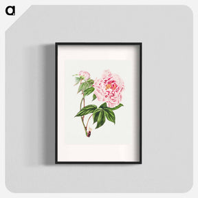 アートポスター-Chinese Tree Peony
 - クリーブランド美術館 Poster.