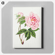 アートパネル-Chinese Tree Peony
 - クリーブランド美術館 Canvas.