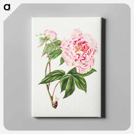 アートパネル-Chinese Tree Peony
 - クリーブランド美術館 Canvas.
