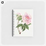 アートメモ帳-Chinese Tree Peony
 - クリーブランド美術館 Memo.