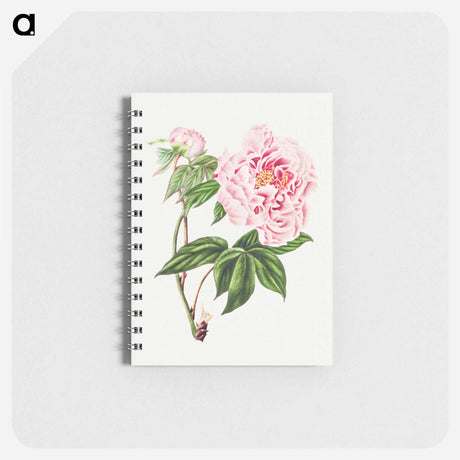 アートメモ帳-Chinese Tree Peony
 - クリーブランド美術館 Memo.