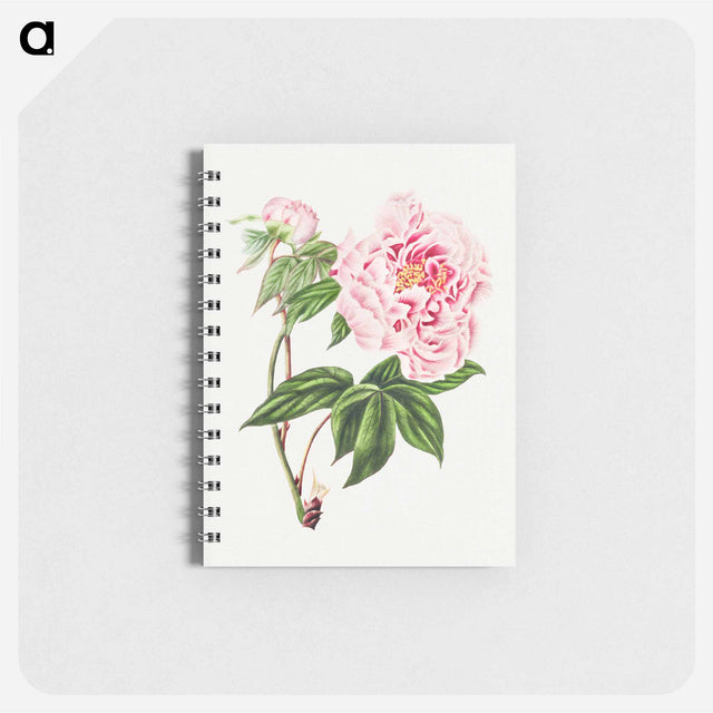 アートメモ帳-Chinese Tree Peony
 - クリーブランド美術館 Memo.