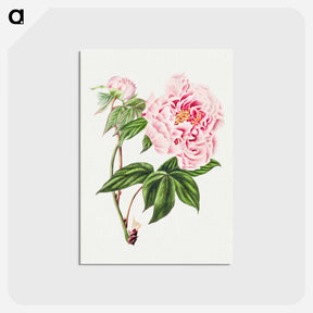 アートポストカード-Chinese Tree Peony
 - クリーブランド美術館 Postcard.