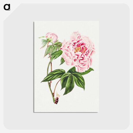 アートポストカード-Chinese Tree Peony
 - クリーブランド美術館 Postcard.