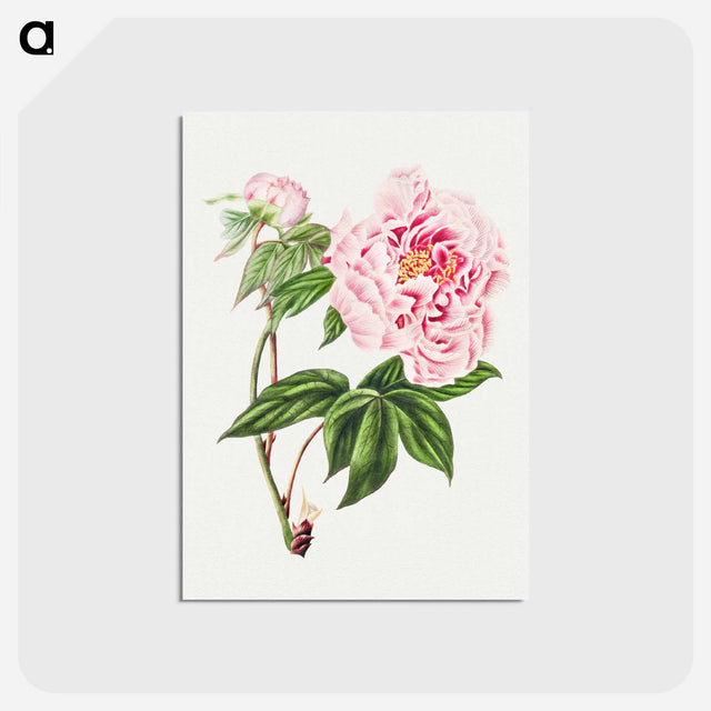 アートポストカード-Chinese Tree Peony
 - クリーブランド美術館 Postcard.
