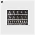 アートポストカード-Animal Locomotion Plate 60
 - エドワード マイブリッジ Postcard.