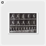 アートポストカード-Animal Locomotion Plate 60
 - エドワード マイブリッジ Postcard.