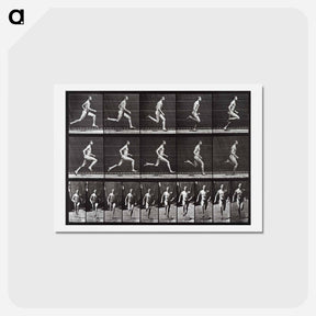 アートポストカード-Animal Locomotion Plate 60
 - エドワード マイブリッジ Postcard.