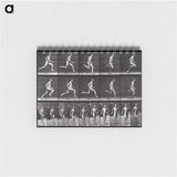 アートメモ帳-Animal Locomotion Plate 60
 - エドワード マイブリッジ Memo.