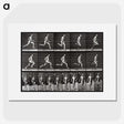 2-72_Eadweard-Muybridge_picture