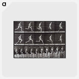 アートポストカード-Animal Locomotion Plate 60
 - エドワード マイブリッジ Postcard.