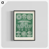 2-72_Ernst-Haeckel_blk-crop