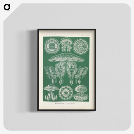 2-72_Ernst-Haeckel_blk-crop