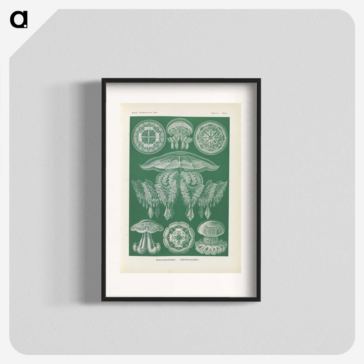 2-72_Ernst-Haeckel_blk