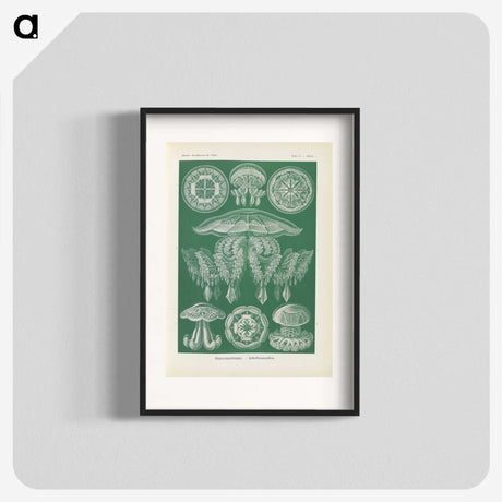 2-72_Ernst-Haeckel_blk