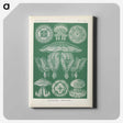 2-72_Ernst-Haeckel_canvas