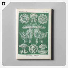 2-72_Ernst-Haeckel_canvas