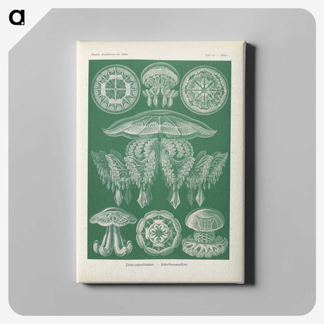 2-72_Ernst-Haeckel_canvas