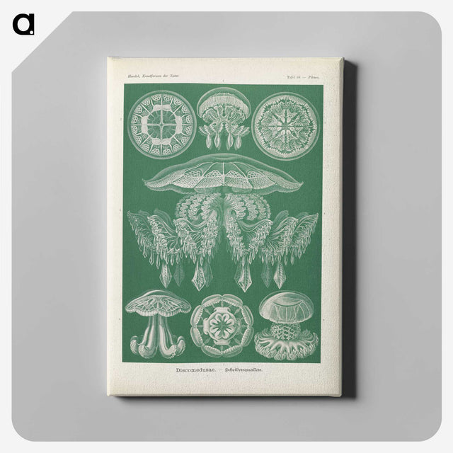2-72_Ernst-Haeckel_canvas