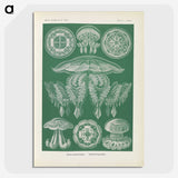 2-72_Ernst-Haeckel_picture-crop