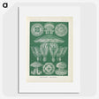 2-72_Ernst-Haeckel_picture