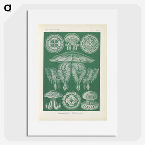 2-72_Ernst-Haeckel_picture