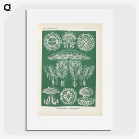 2-72_Ernst-Haeckel_picture