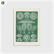 2-72_Ernst-Haeckel_postcard