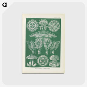 2-72_Ernst-Haeckel_postcard