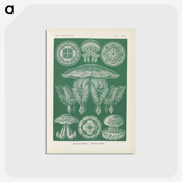 2-72_Ernst-Haeckel_postcard