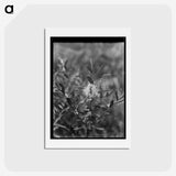 2-72_Frederick-Charles-Brockett_hagaki