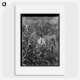 2-72_Frederick-Charles-Brockett_picture