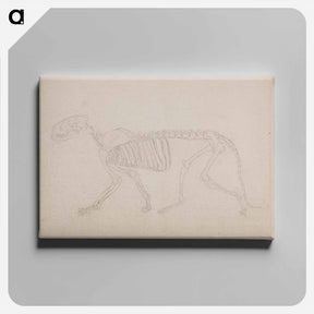 アートパネル-Tiger Skeleton, Lateral View
 - ジョージ スタッブス Canvas.