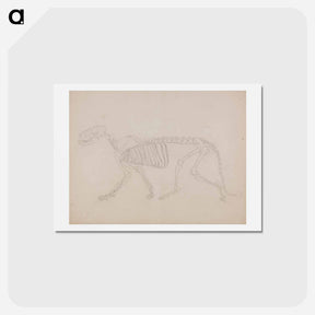 アートポストカード-Tiger Skeleton, Lateral View
 - ジョージ スタッブス Postcard.