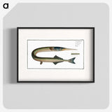 2-72_Ichtyologie-ou-Histoire-naturelle_blk