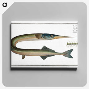 2-72_Ichtyologie-ou-Histoire-naturelle_canvas
