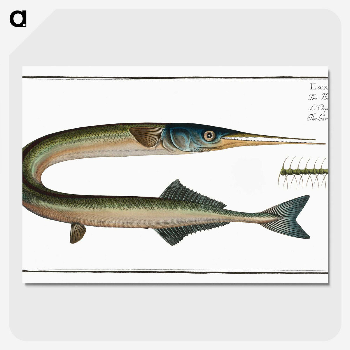 2-72_Ichtyologie-ou-Histoire-naturelle_picture-crop