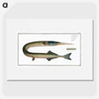 2-72_Ichtyologie-ou-Histoire-naturelle_picture