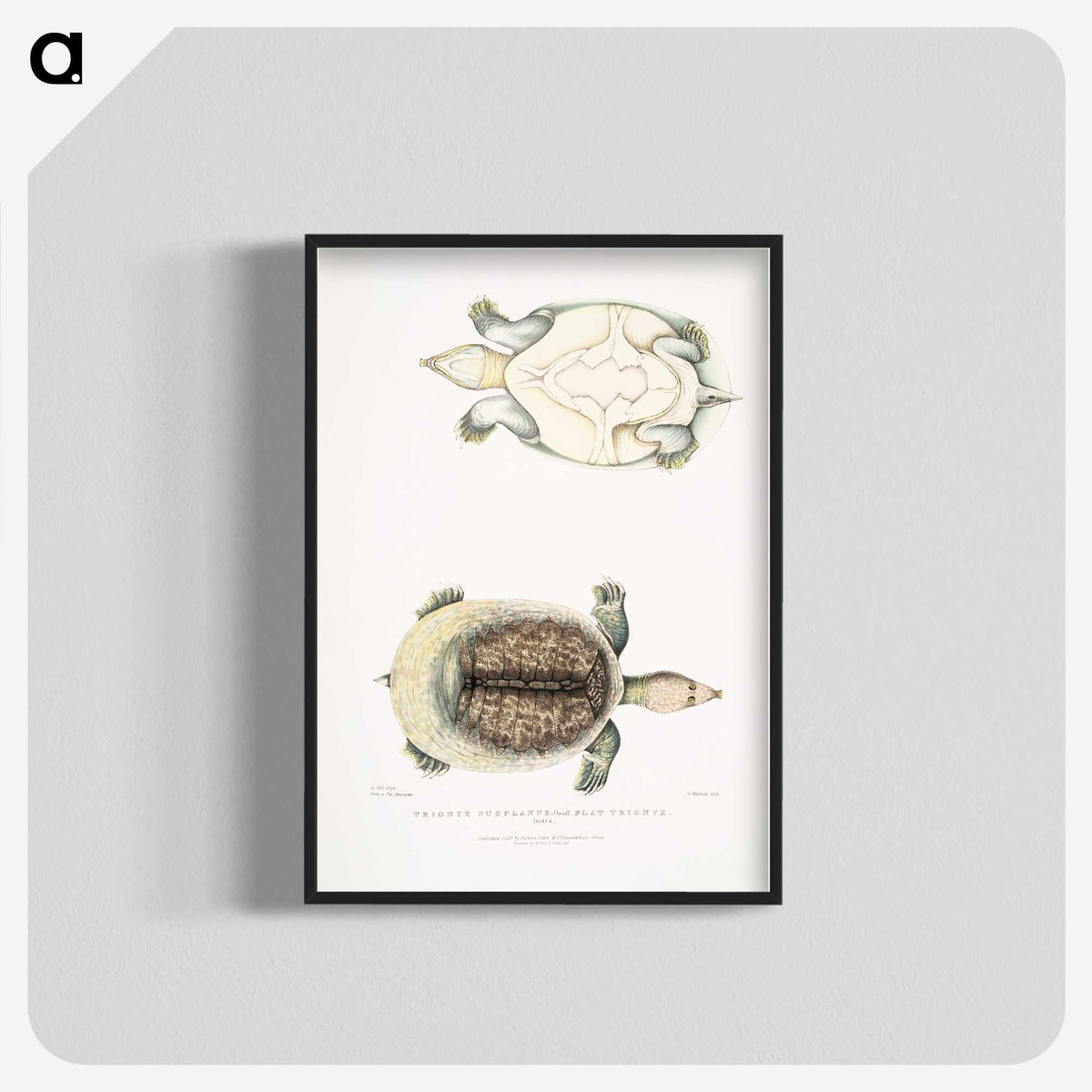 2-72_Indian-Zoology_blk-crop