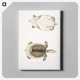 2-72_Indian-Zoology_canvas