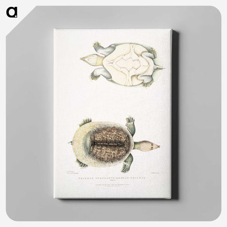 2-72_Indian-Zoology_canvas