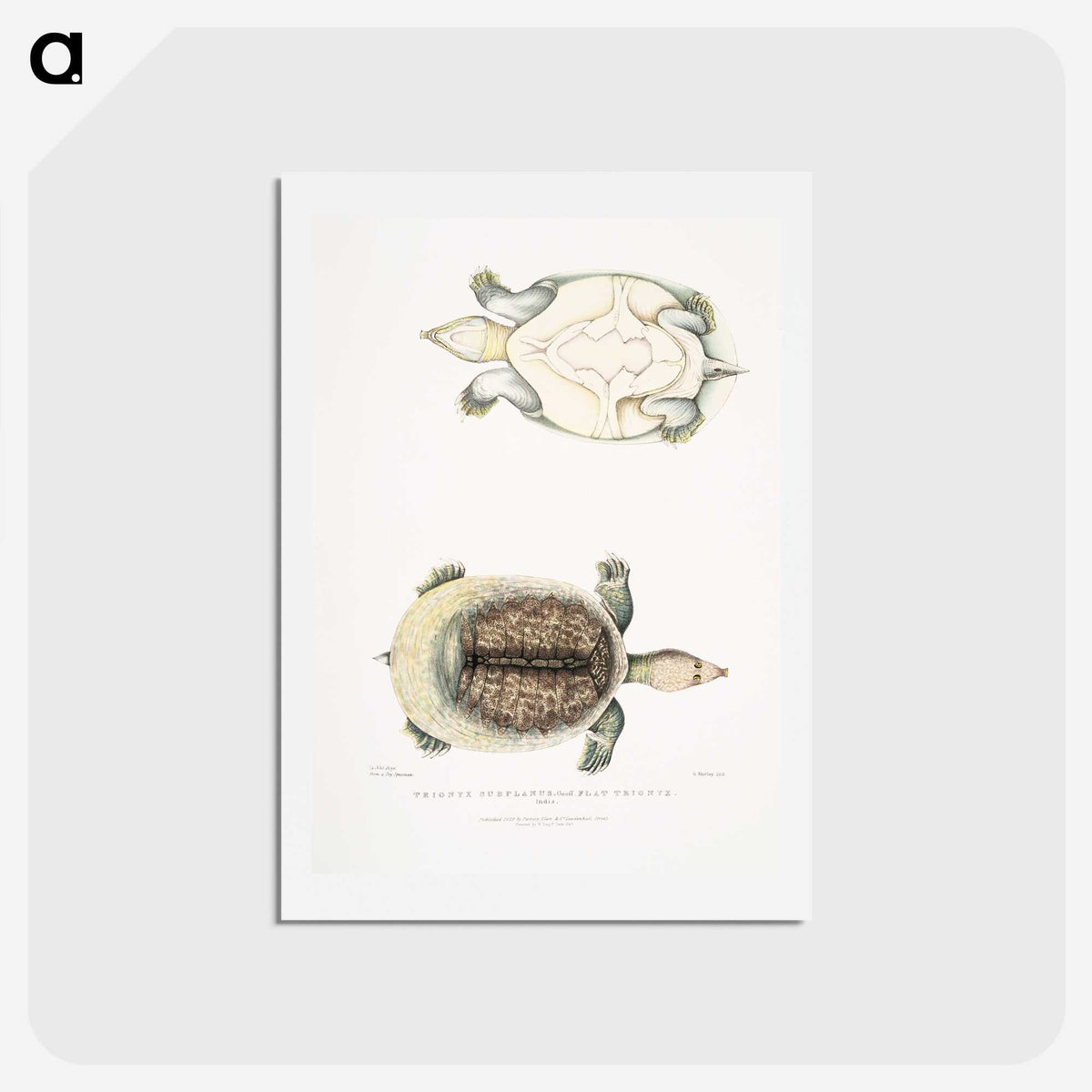 2-72_Indian-Zoology_hagaki